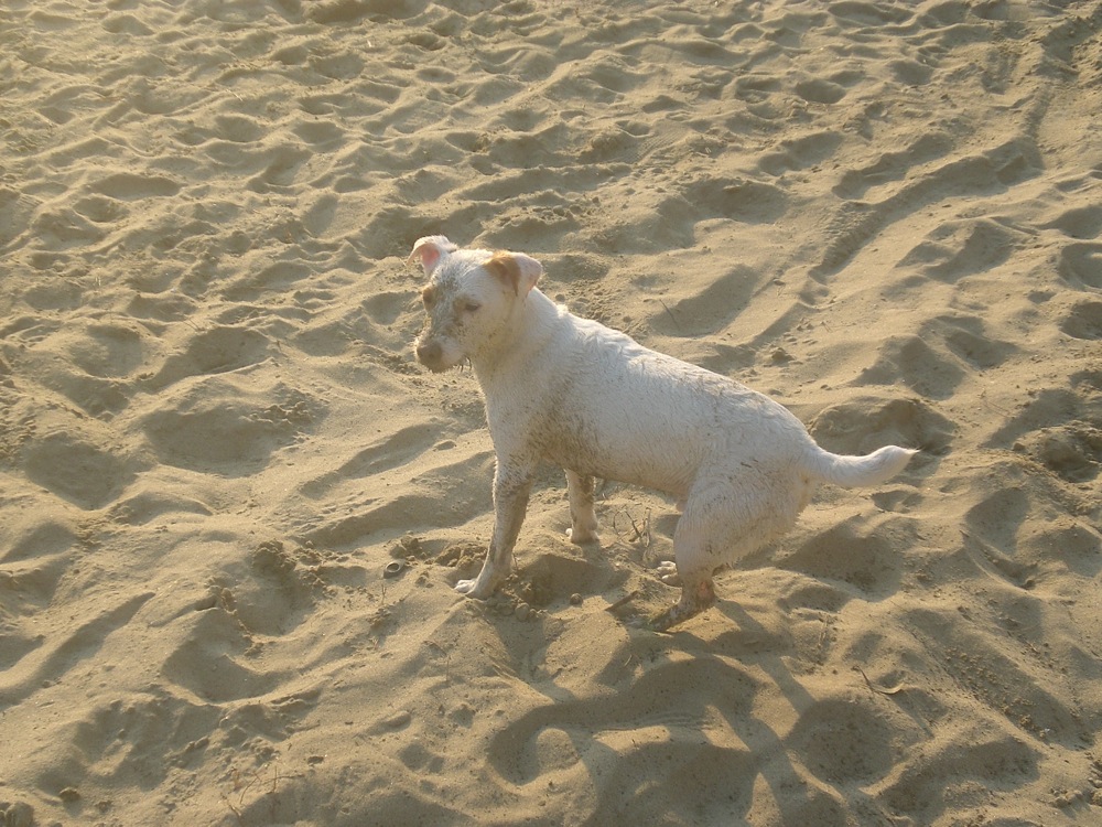 Carlo après de nombreuses baignades et quelques roulés-boulés dans le sable