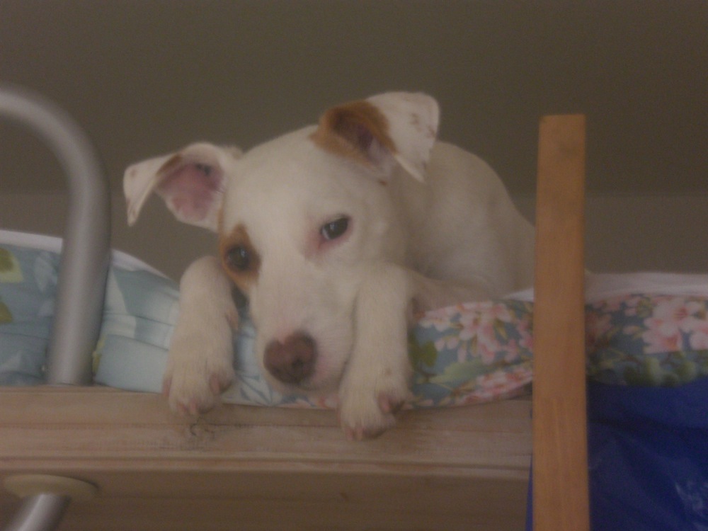 Deuxième position préférée de Carlo, toujours à côté de l'échelle