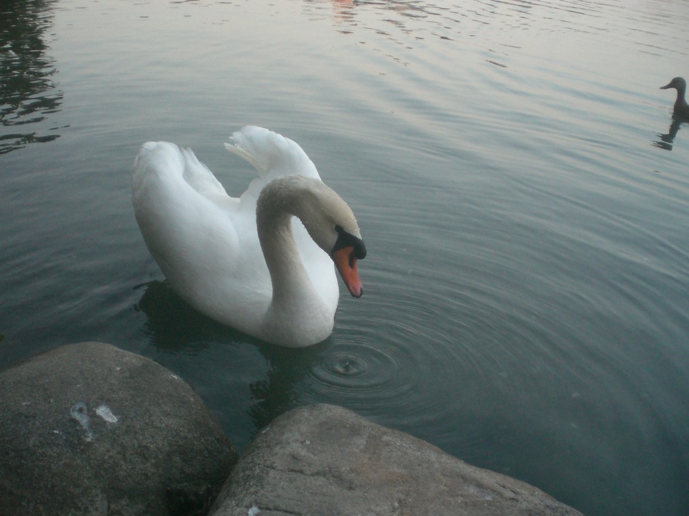 Un cygne qui avait moins peur que nous