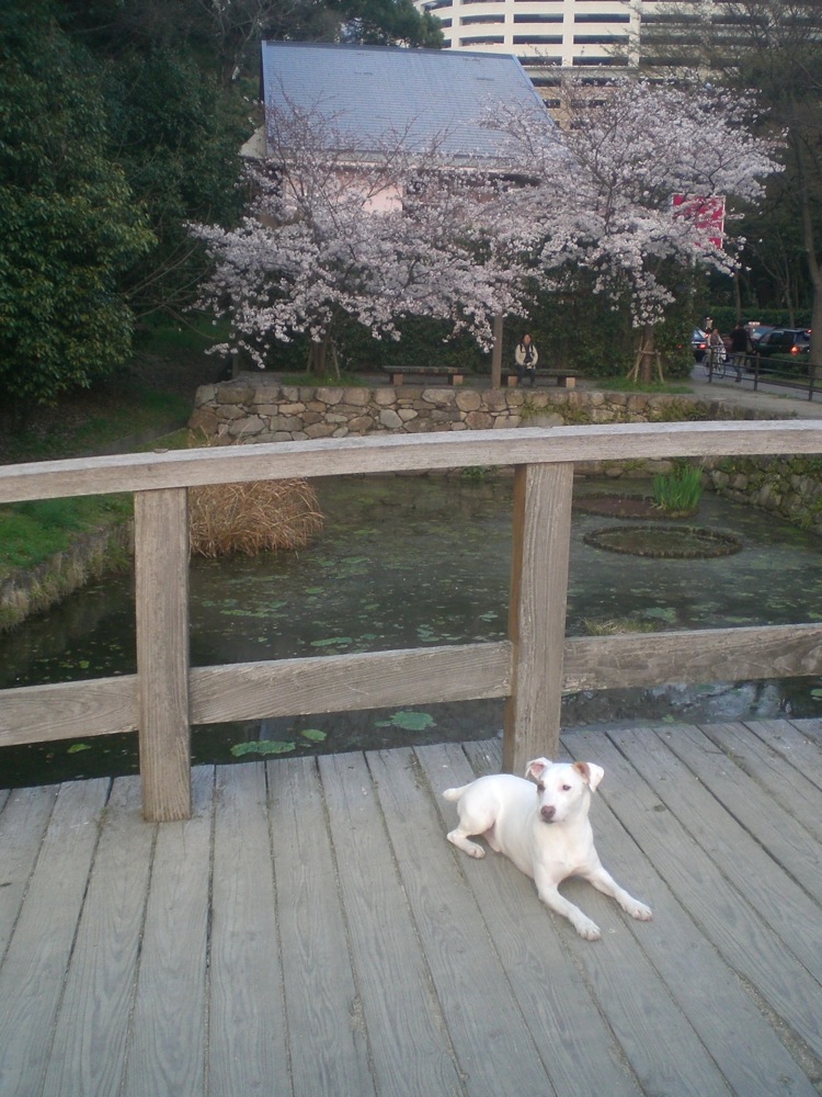 Ruines du château: Carlo prend la pose pour notre toute 1ère photo de cerisiers en fleurs!