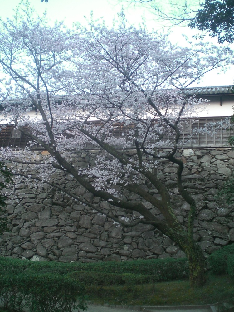 Ruines du château: un cerisier devant l'enceinte du château