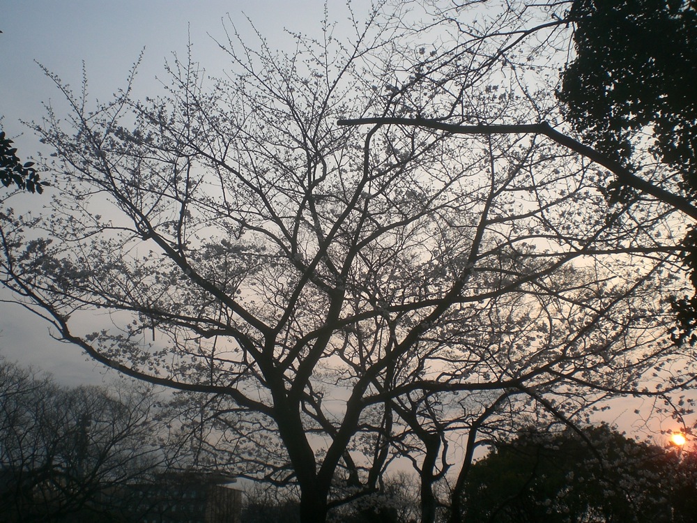 Ruines du château: coucher de soleil dans les branches du cerisier