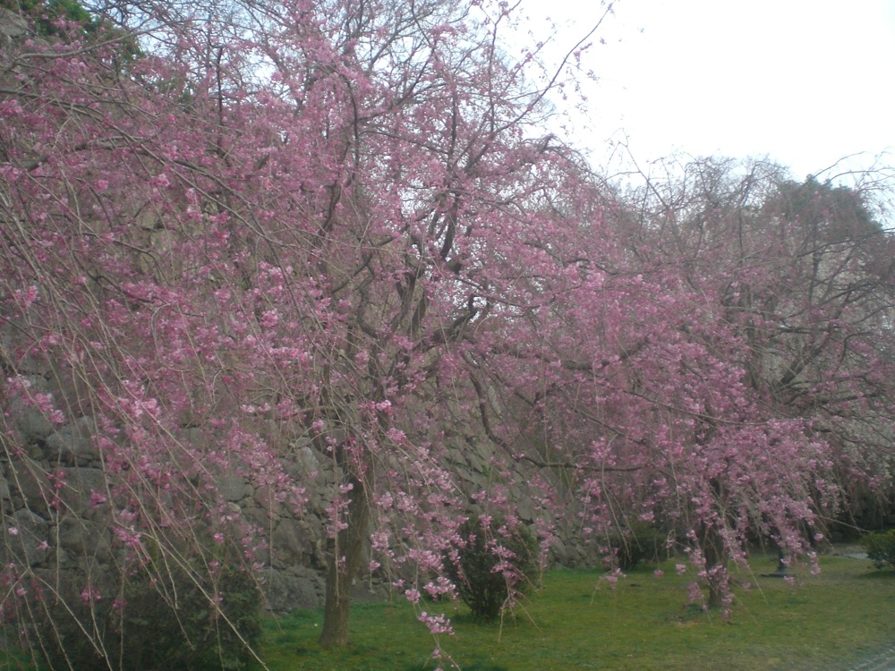 Ruines du château: encore des cerisiers