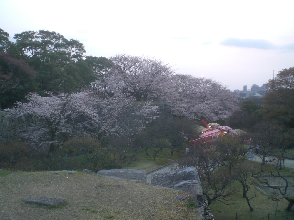 Ruines du château: encore des cerisiers