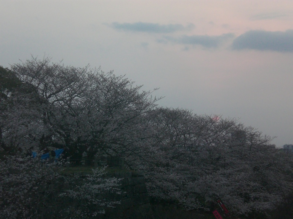 Ruines du château: encore des cerisiers