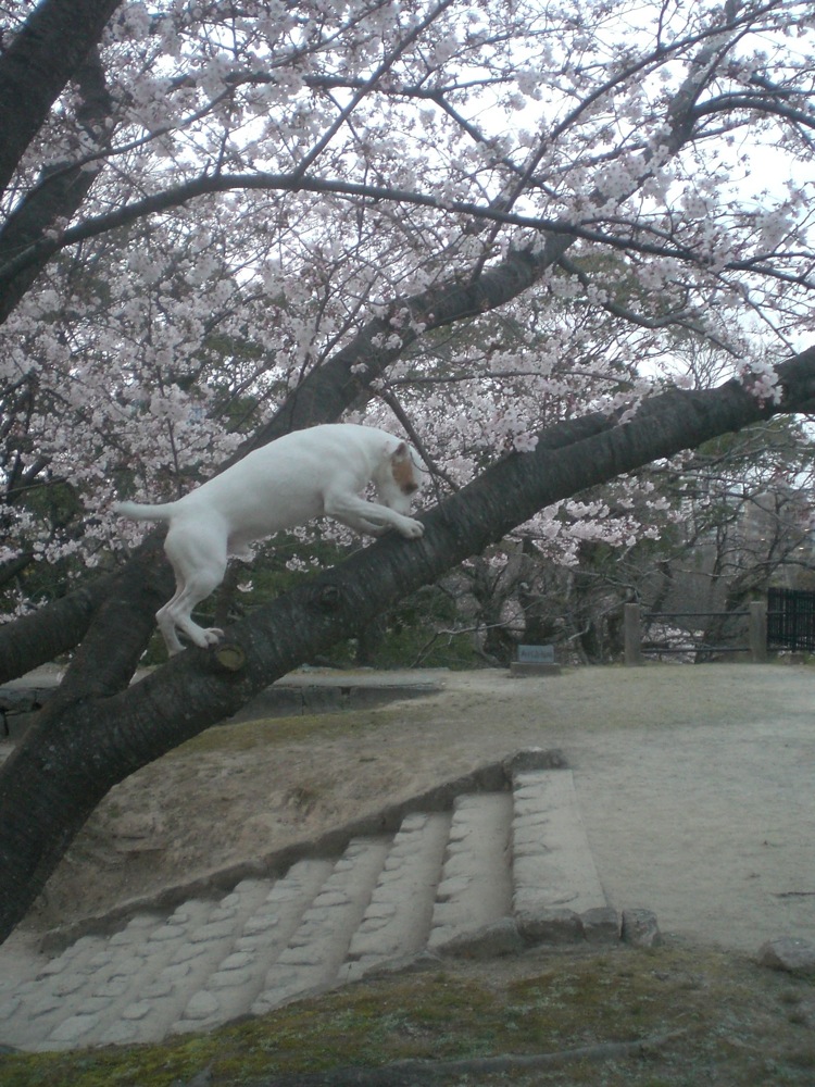 Ruines du château: Carlo grimpe aux arbres, un peu malgré lui, il faut le reconnaître!