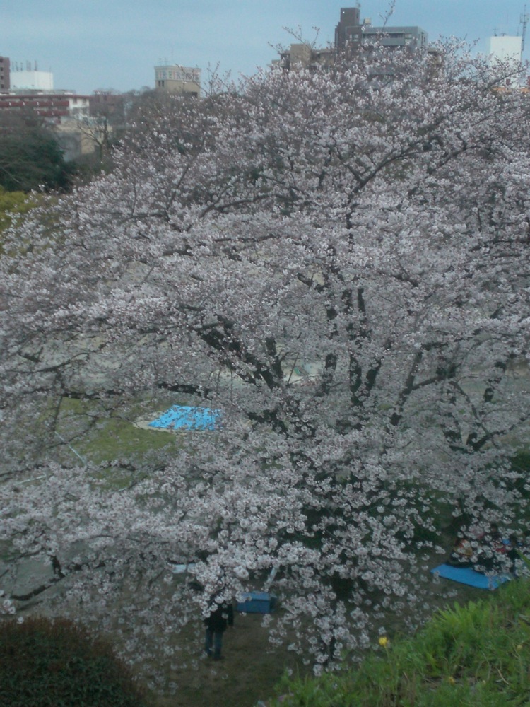 Ruines du château: un cerisier d'une taille impressionnante