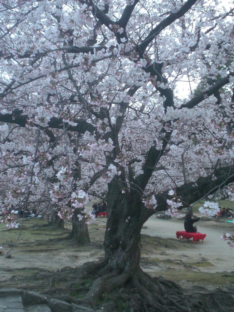 Ruines du château: un ceriser au tronc joliment tressé