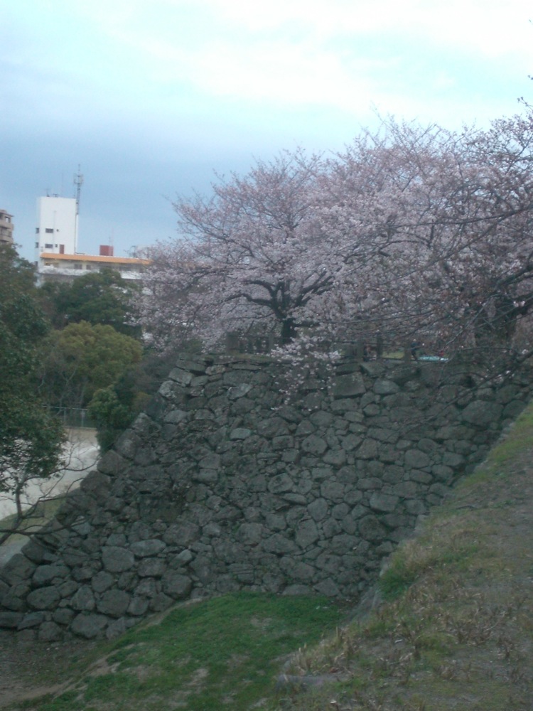 Ruines du château: encore des ruines et encore des cerisiers!