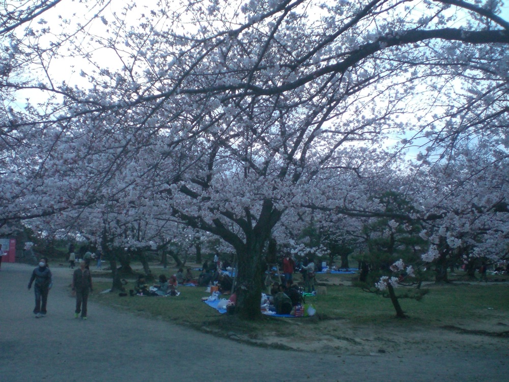 Ruines du château: admirez un peu la taille des pic-nics qui s'organisent sous les cerisiers!