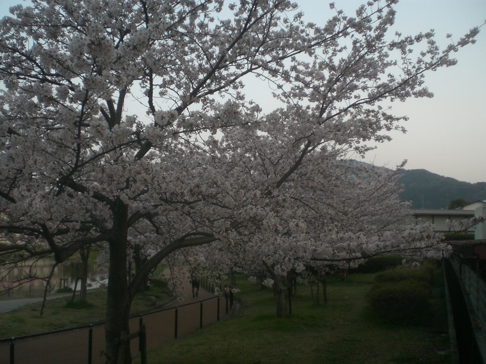 Pas besoin d'aller si loin pour trouver des cerisiers! Il y en a pleins juste en bas de chez nous