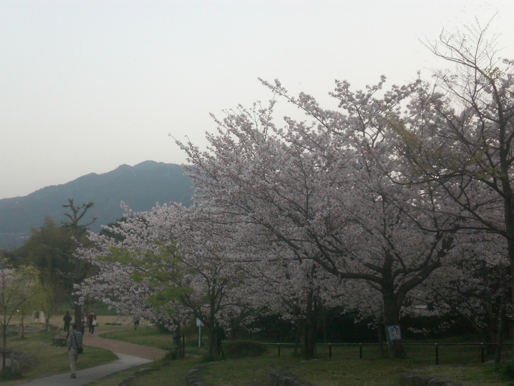 Encore des cerisiers...