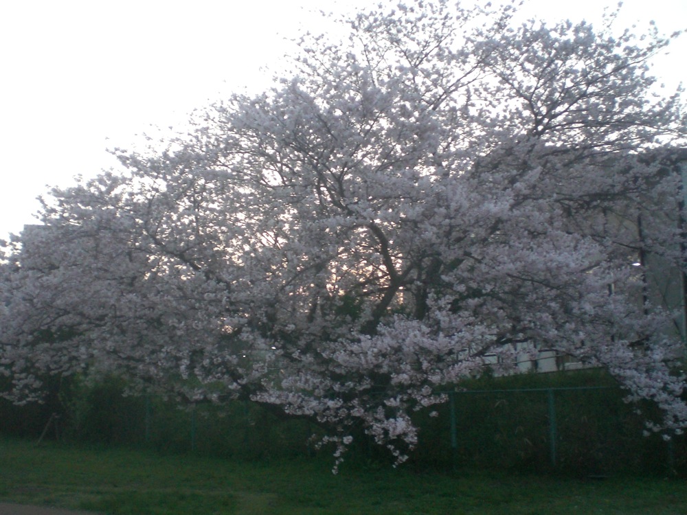 Toujours des cerisiers...