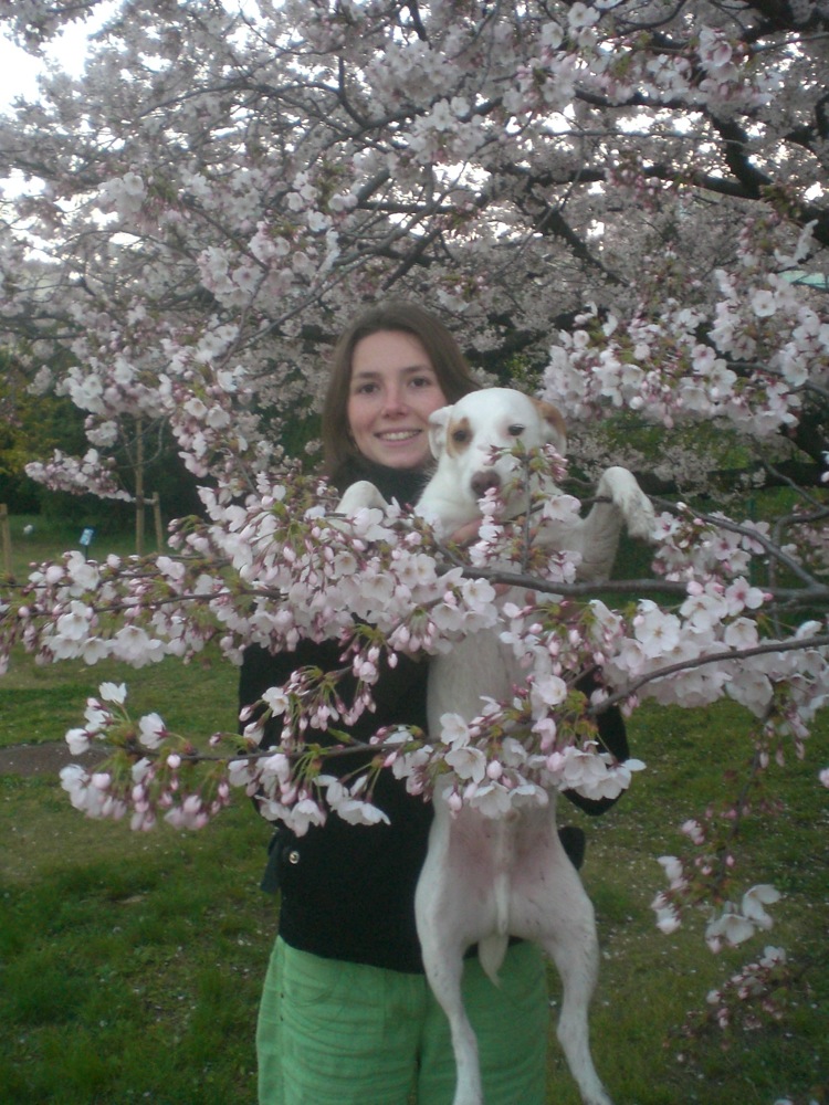 Ah! Un petit chien dans un cerisier