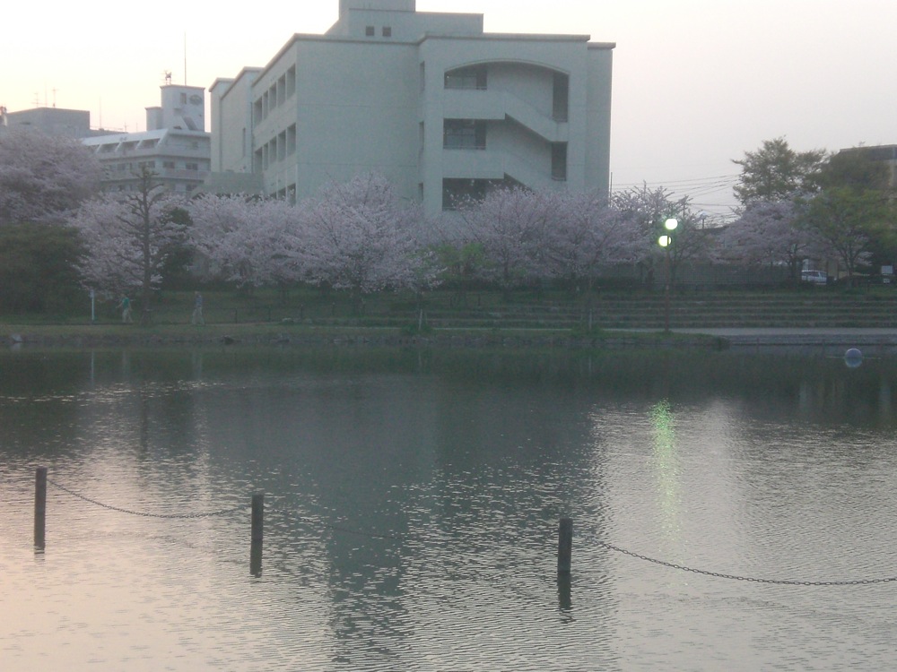 Au loin, devinez... des cerisiers!