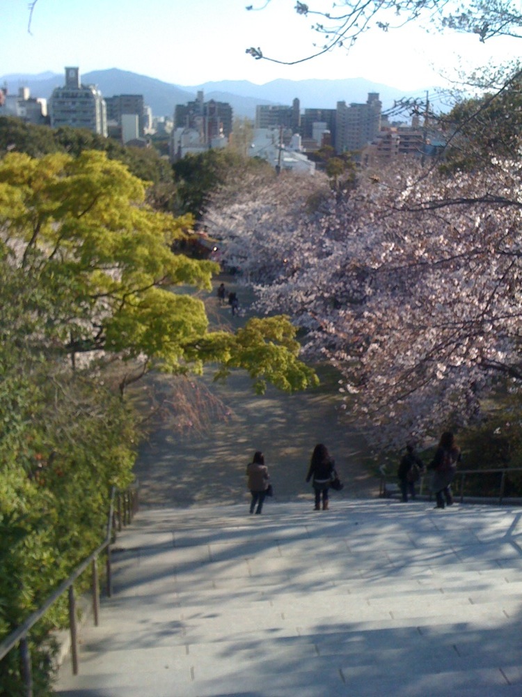 Parc Nishi: les escaliers qui montent au parc sont bordés de cerisiers
