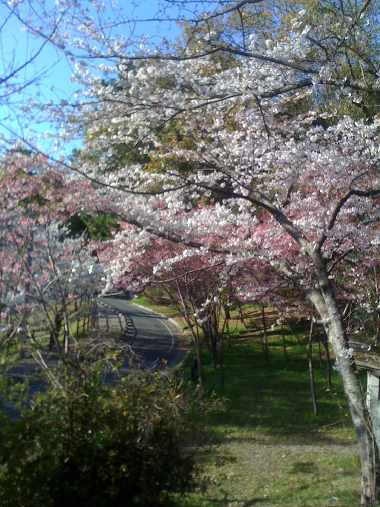 Parc Nishi: encore des cerisiers...