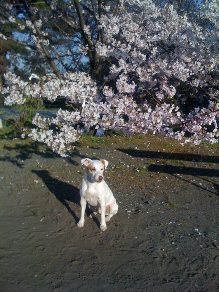 Parc Nishi: on ne se lasse pas de prendre Carlo en photo devant les cerisiers en fleurs