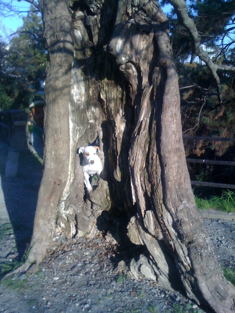 Parc Nishi: là ça change un peu: voici un arbre dont le tronc permet à Carlo de passer à travers... avec l'aide d'un personnage caché. Saurez-vous le retrouver ?!