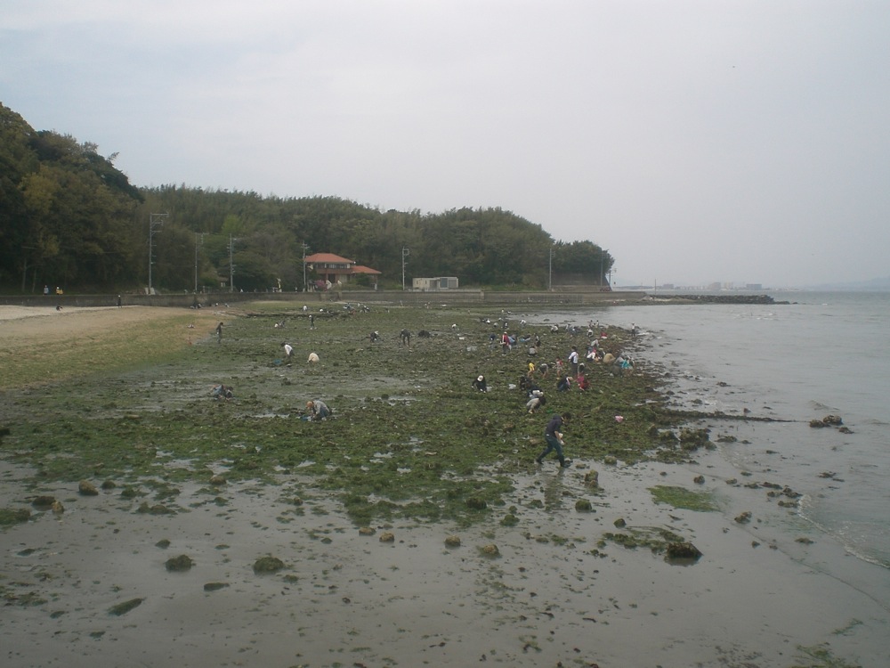 Arrivée sur l'île de Nokonoshima: seéance de ramassage de coquillages sur la plage alors que la mer s'est un peu retirée