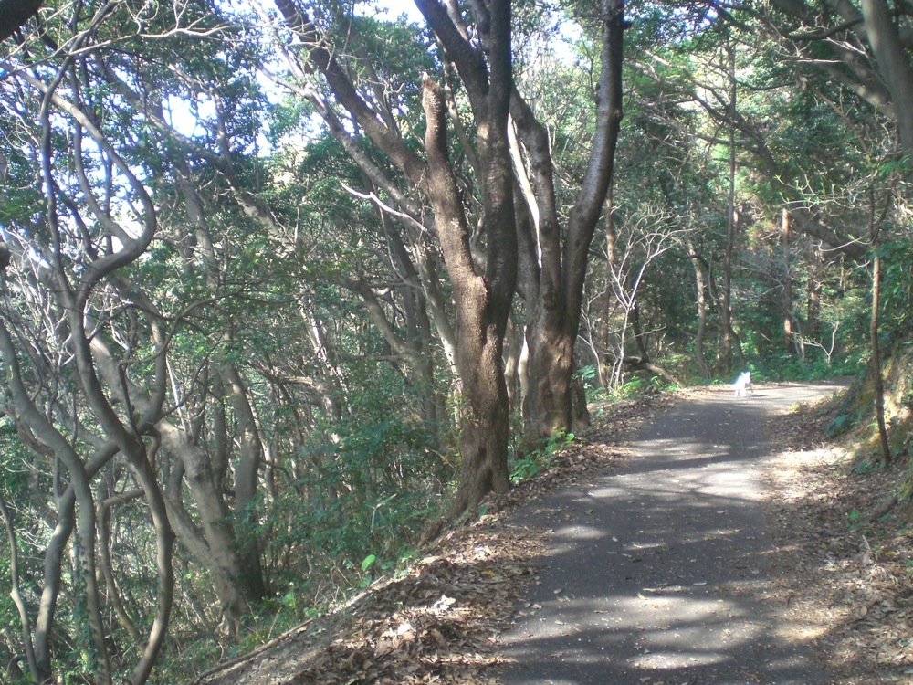 Voici à quoi ressemble le chemin qu'on a pris pour aller à l'autre bout de l'île