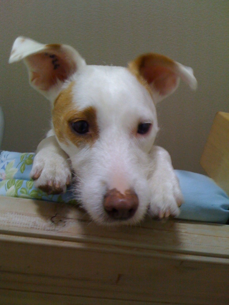 Carlo observe ... du haut de la mezzanine