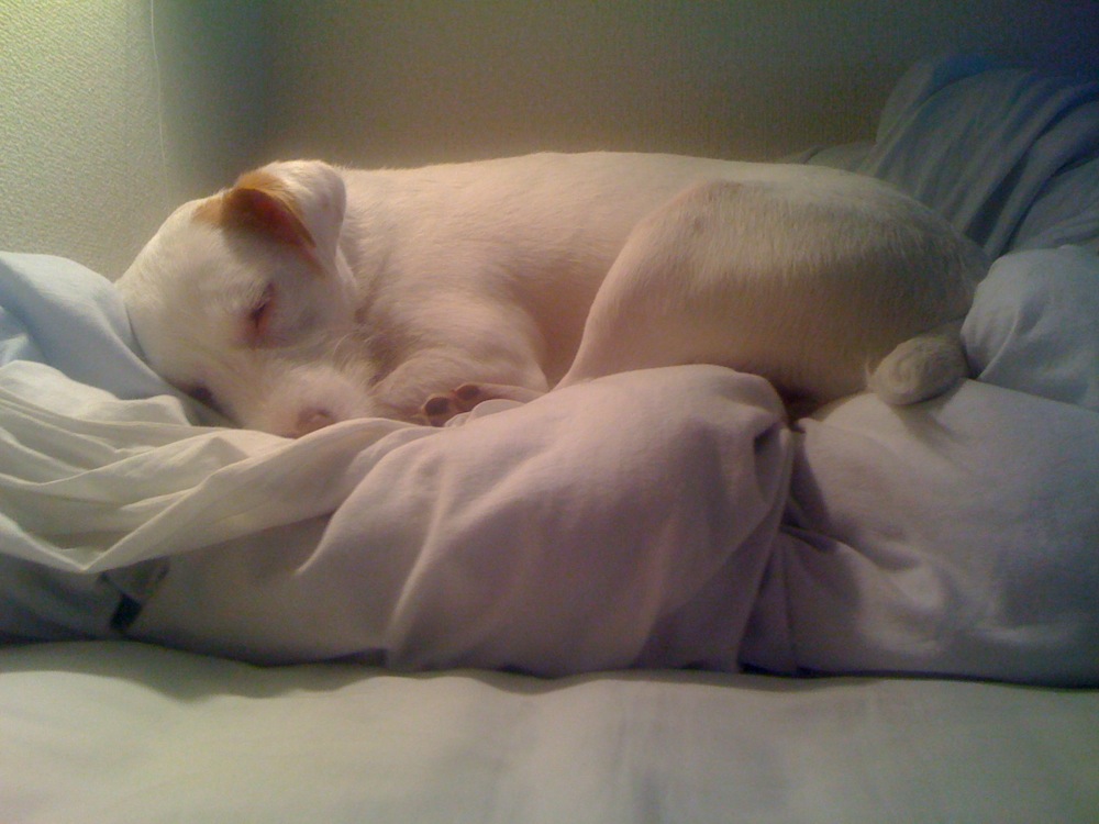 Comme les futons japonais ne sont pas très épais, Carlo préfère se coucher sur la couette roulée en boule, de préférence sous la lampe de chevet qui le réchauffe...