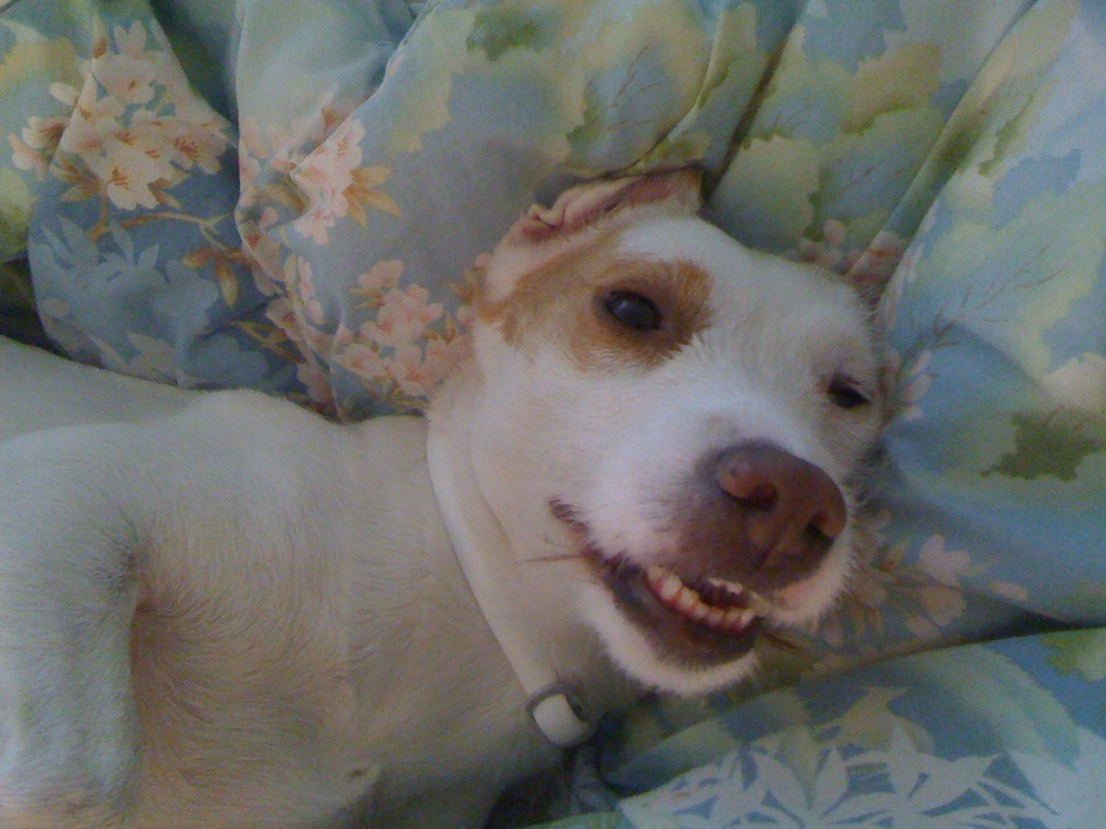 Trop dur la vie de chien en voyage!