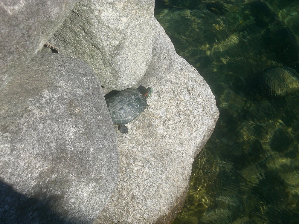 Ohori parc: les tortues sont de sorties depuis qu'il fait beau et Carlo ne va pas tarder à aller nager avec elles (au moins essayer)
