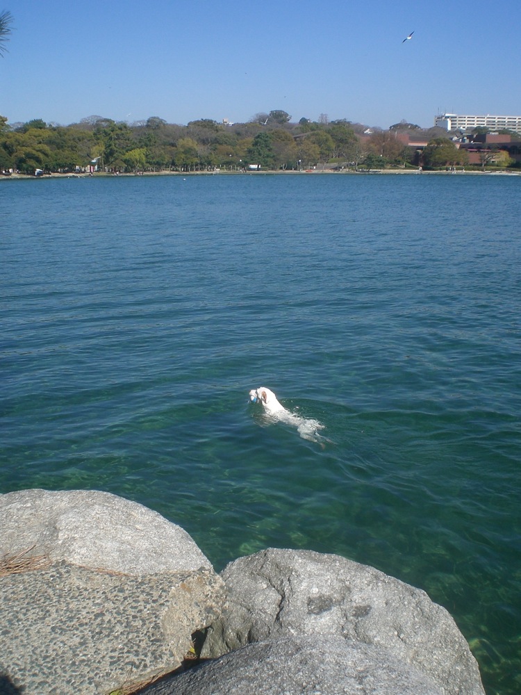 Ohori parc: Carlo dans l'eau, comme d'habitude