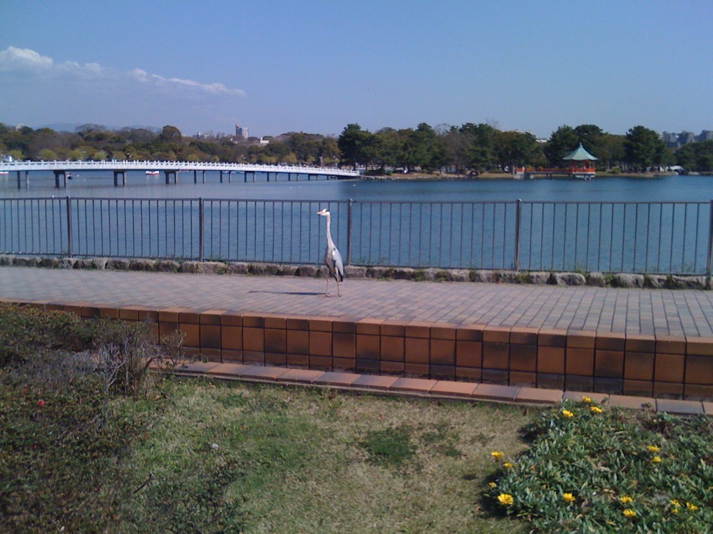 Une grue prend la pose devant le lac d'Ohori