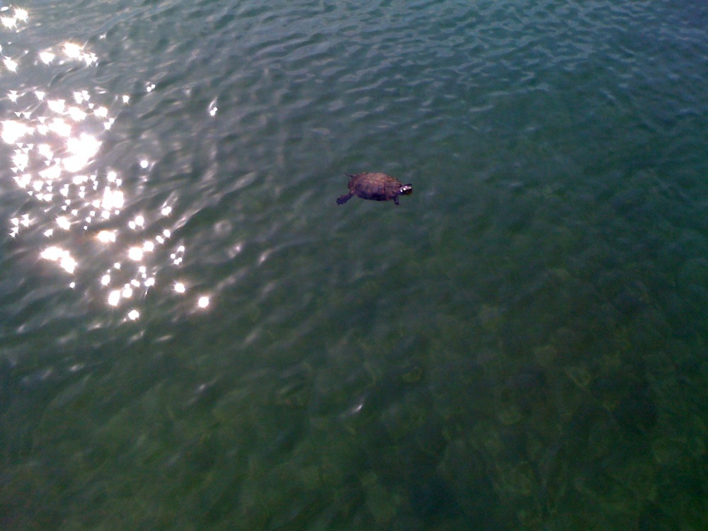 Une copine de Carlo!