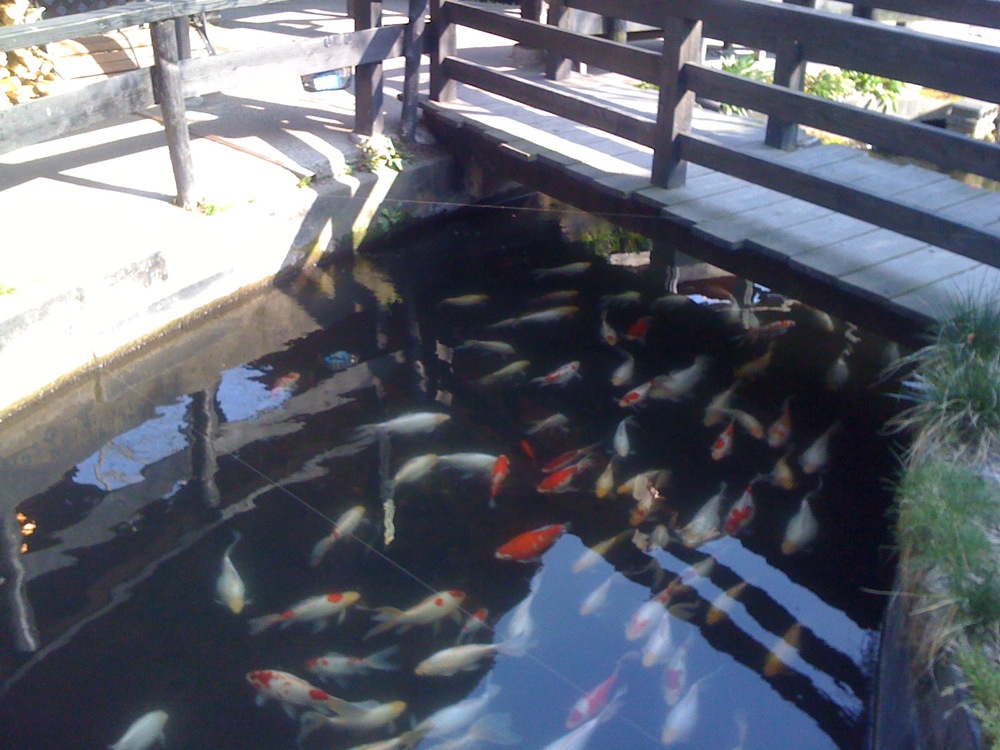 Yafuin: Dans ce bassin, de nombreux énormes poissons rouges et ... 1 requin!