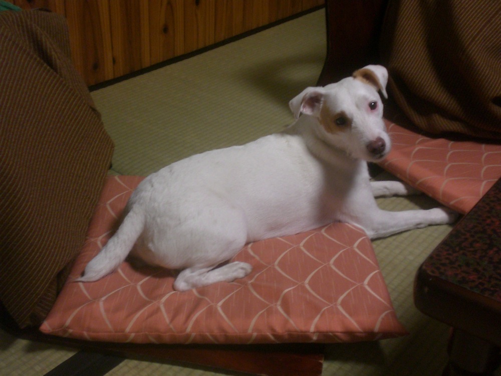 Ryokan: Carlo s'installe à table, comme tout le monde