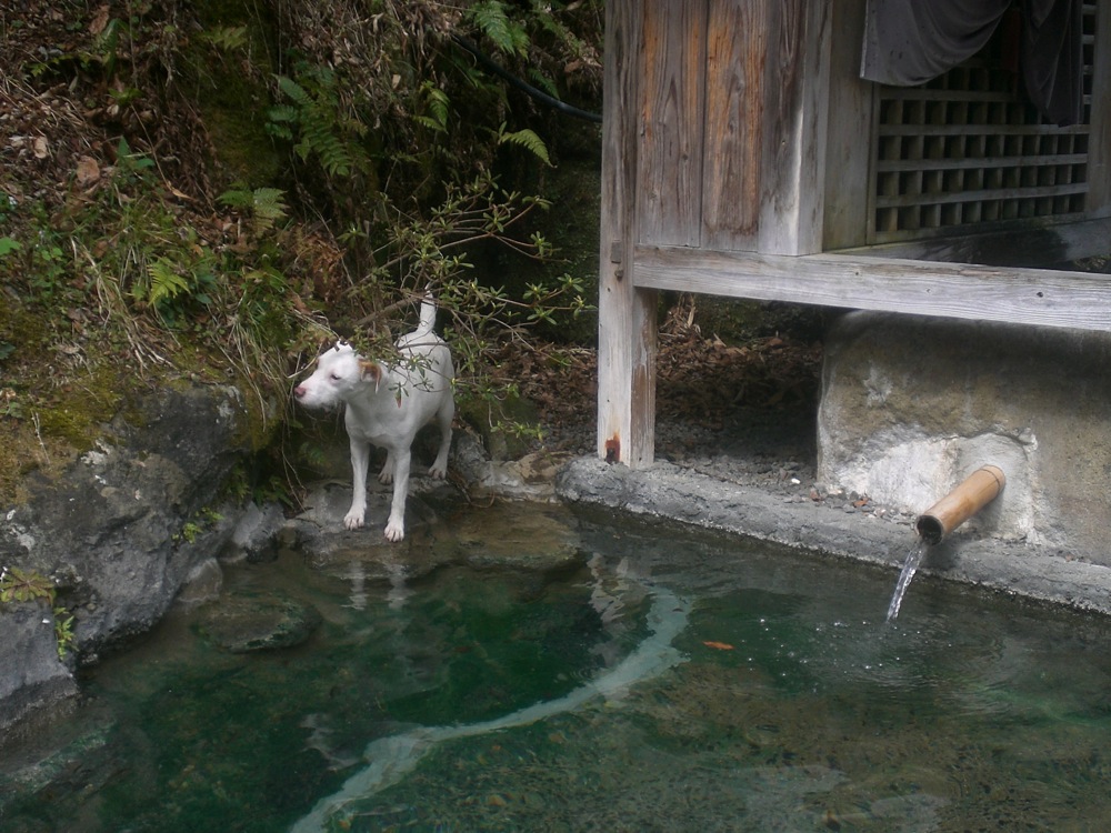 Kazokuburo: Carlo aimerait bien profiter des bienfaits de cet onsen avec nous...