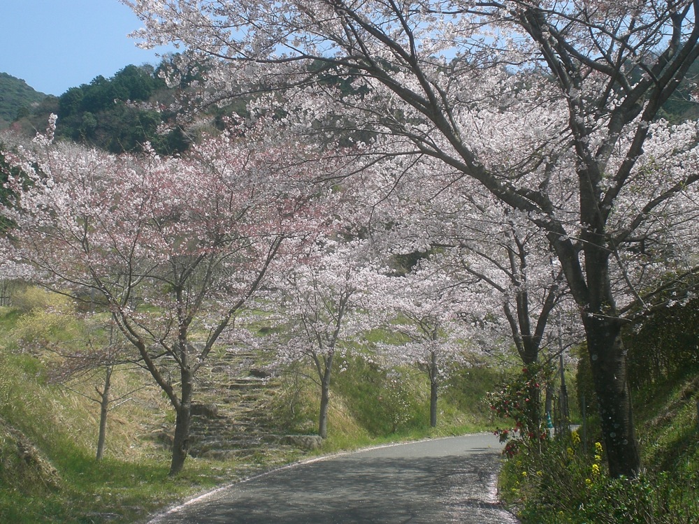 Dimanche sous les cerisiers: ouhhh que c'est buccolique!