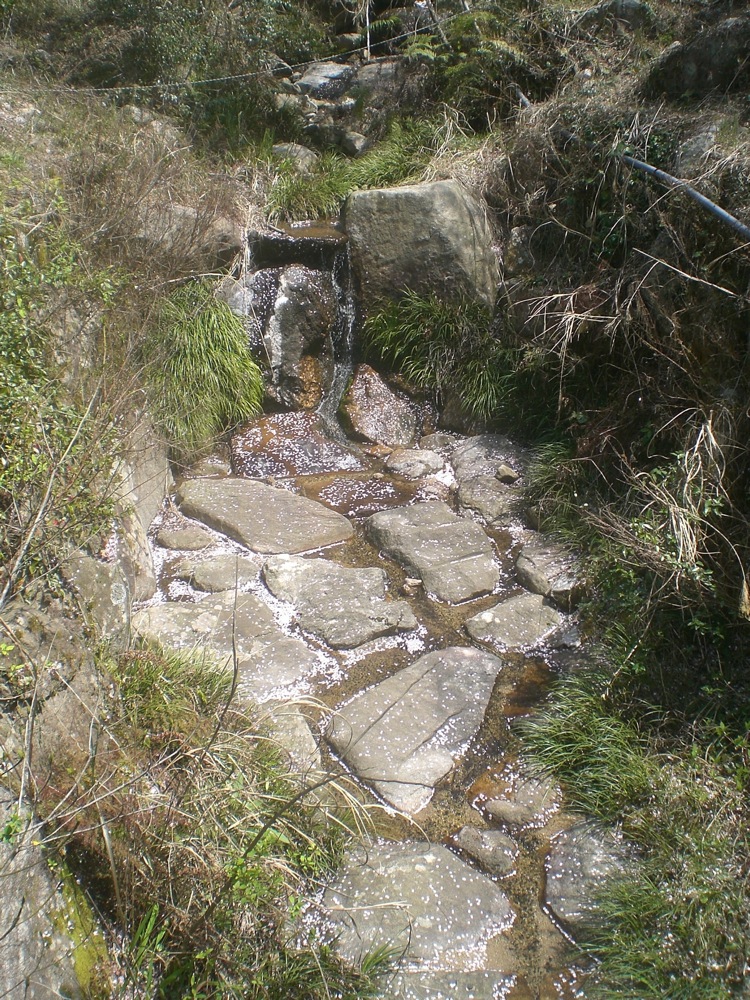 Dimanche sous les cerisiers: une rivière qui se remplit de pétales de cerisiers