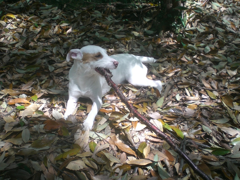 Dimanche sous les cerisiers: Carlo goûte le bois de ceisiers (vous voyez ces reflets rouges ?)