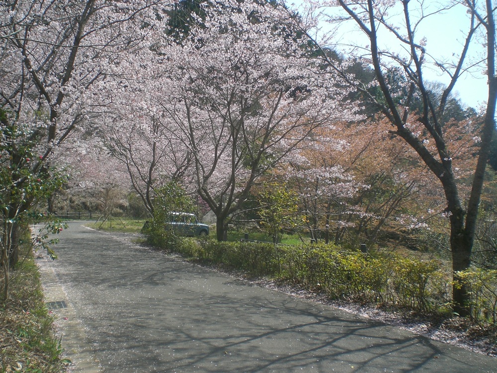 Dimanche sous les cerisiers: on resdscend pour aller manger