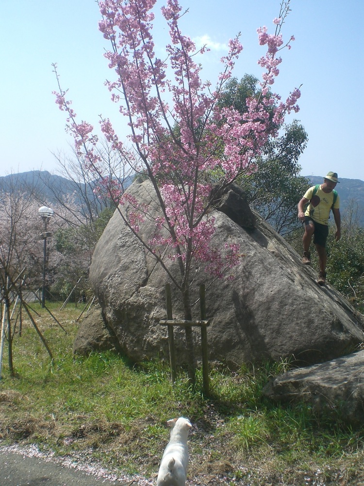 Dimanche sous les cerisiers: François a trouvé que la sénace de crapahutage précédente en forêt ne lui suffisait pas... (il l'avait pourtant doublement testé puisqu'il avait oublié son sac à dos au sommet... humhum, enfin ça l'aura mis en appétit au moins!)