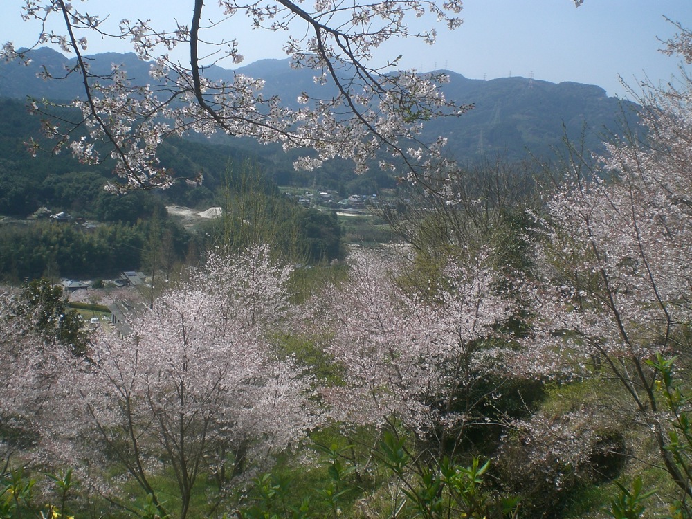 Dimanche sous les cerisiers: des cerisiers et vus sur la vallée