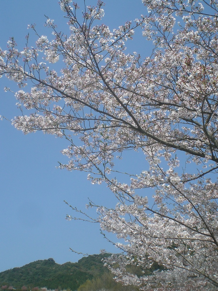 Dimanche sous les cerisiers: des cerisiers et du ciel bleu