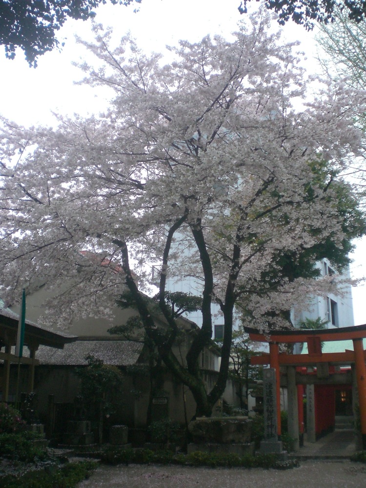 On allait presque oublier... les cerisiers en fleurs!