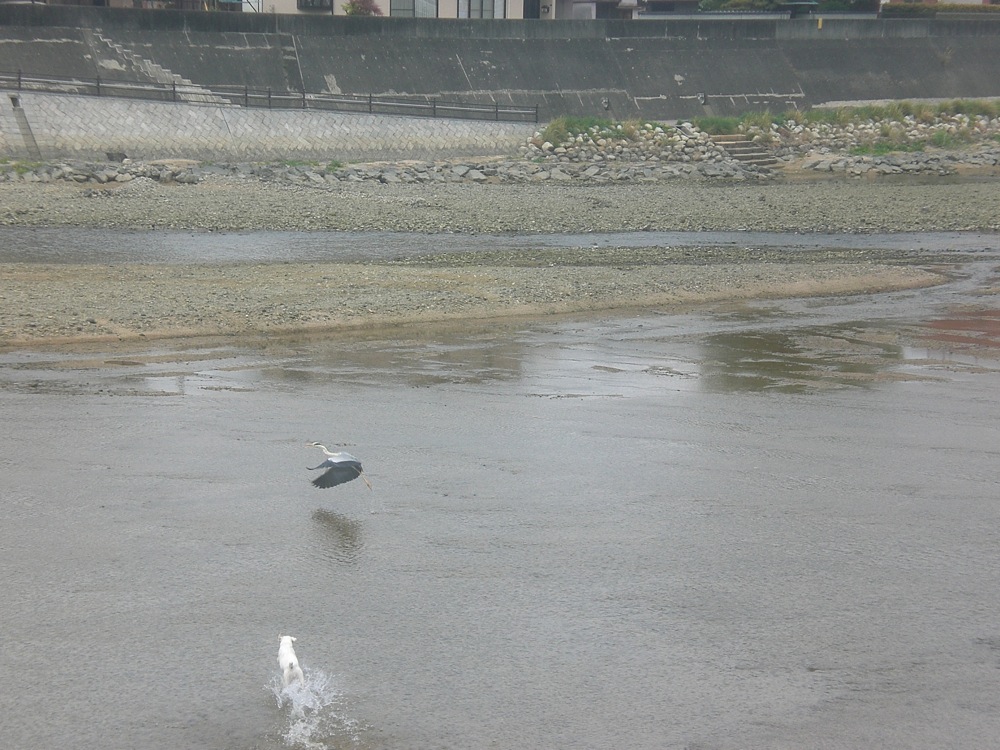 Merci Carlo de m'avoir permis de prendre en photo la grue en plein envol!