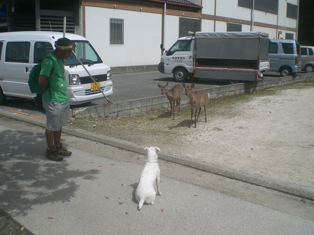 L'île abrite de nombreus daims  qui se baladent en toute liberté