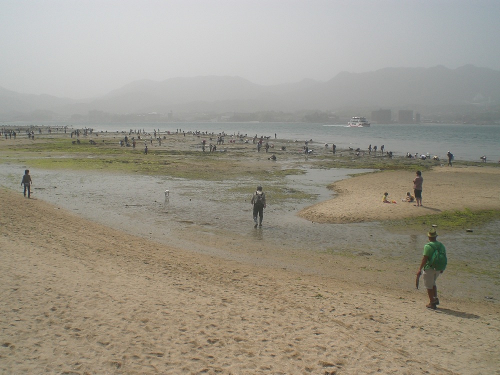 Sur la plage, la mer qui s'est retirée, a laissé pleins de coquillages
