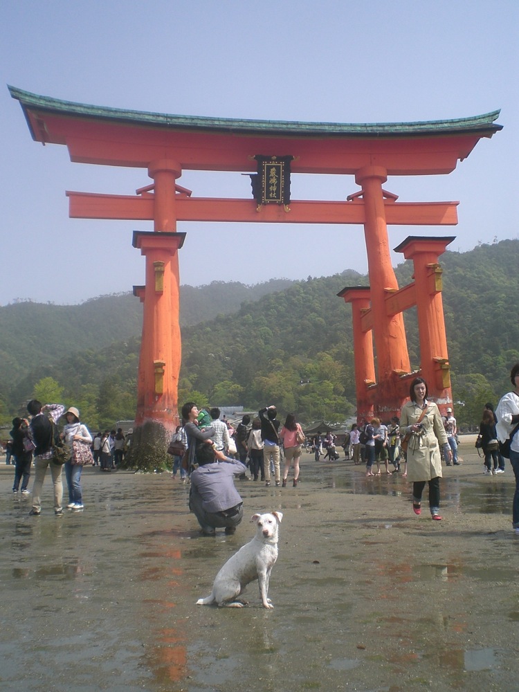 La porte du temple Itsukushima, célèbre parce qu'on dit qu'elle flotte au milieu de la mer, a échoué sur la plage... c'est marée basse!