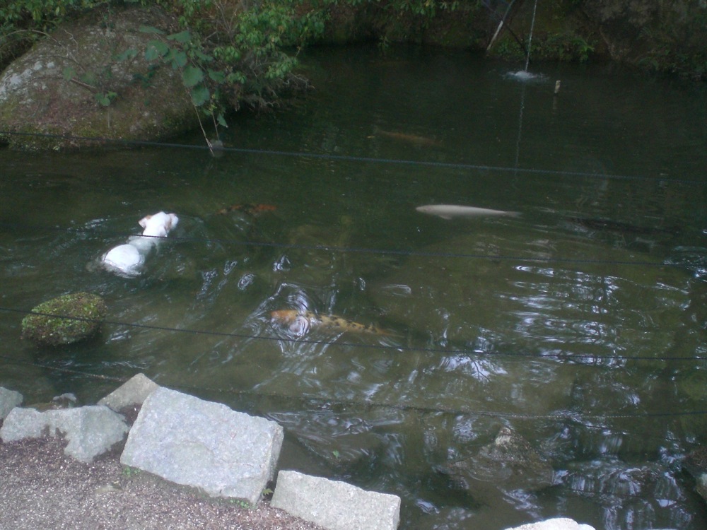 Carlo ne résiste pas à l'envie d'aller taquiner la carpe japonaise... 'salut les filles..!'