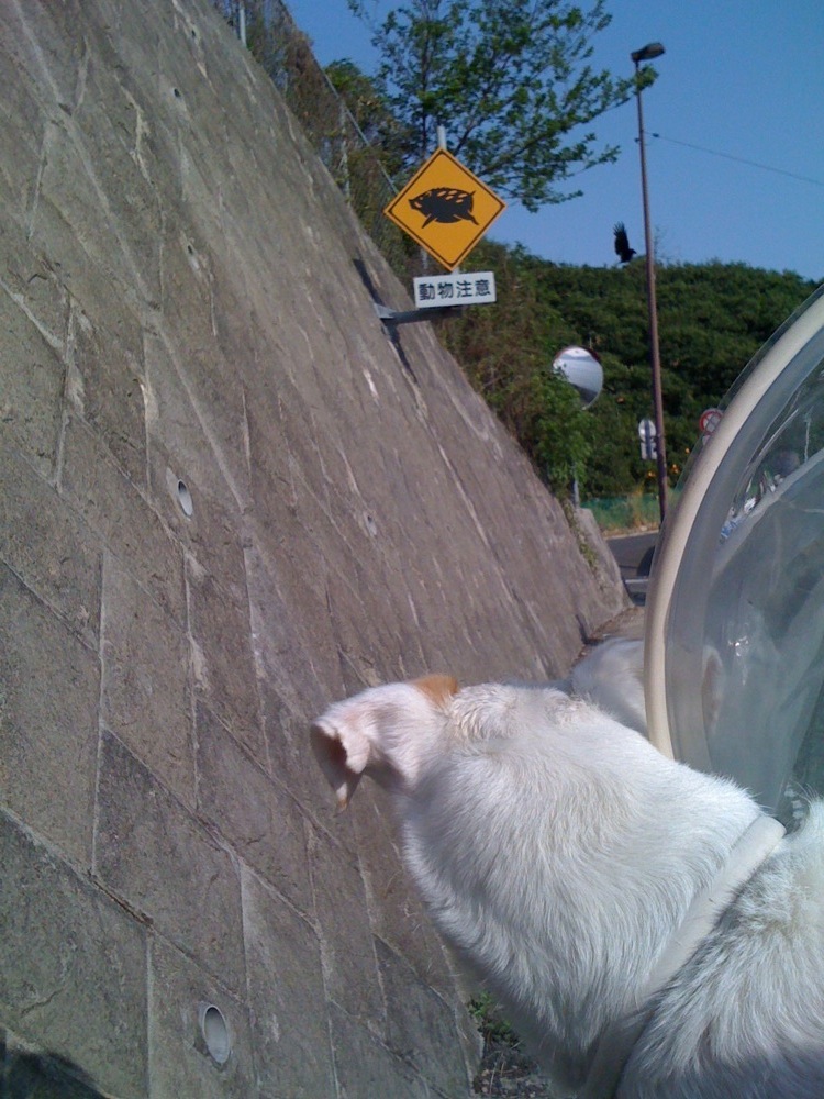 Attention Carlo: par ici on risque de croiser des sangliers, restons sur nos gardes!