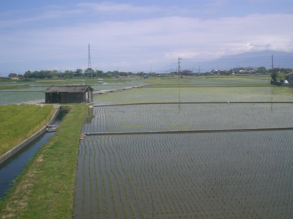 Rizières à Shikoku